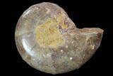 Sliced, Agatized Ammonite Fossil (Half) - Jurassic #100559-1